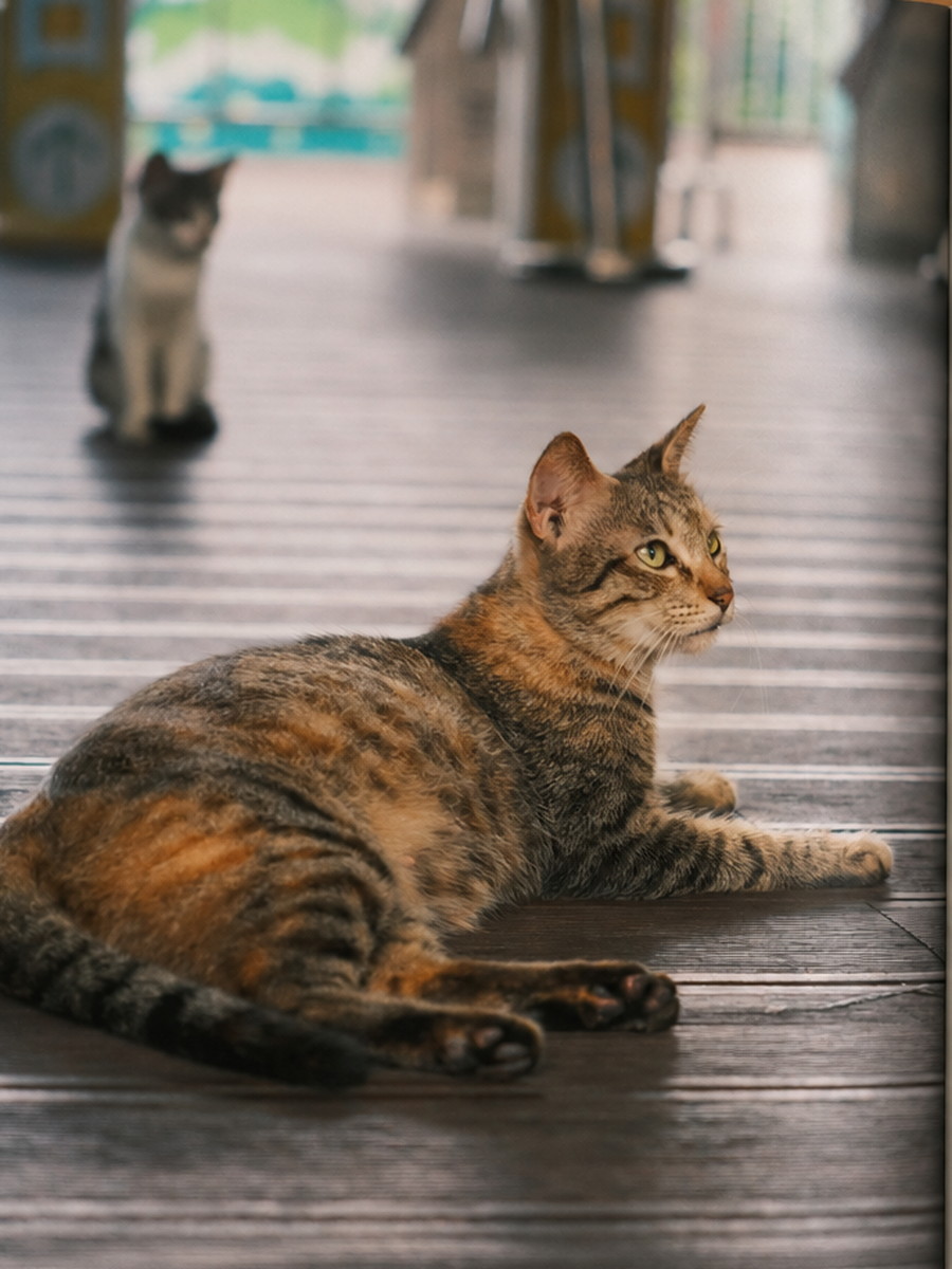 木栈道上的猫